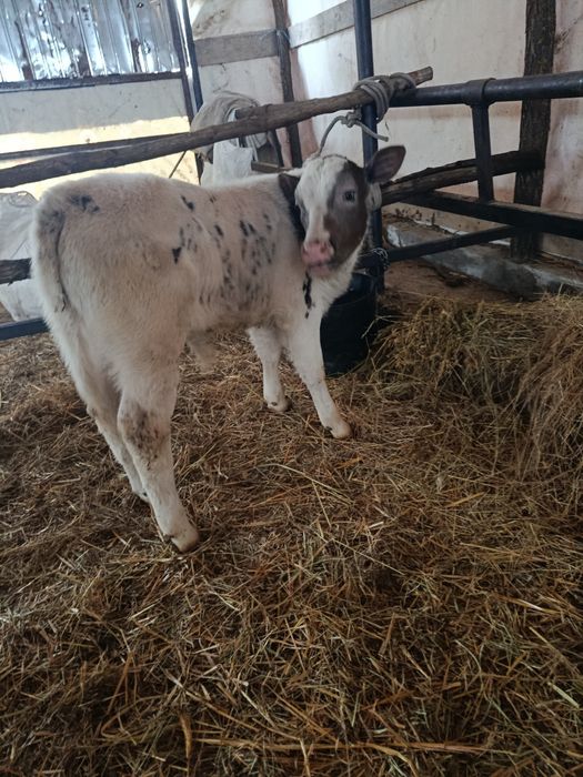 Vițel  belgian de vânzare