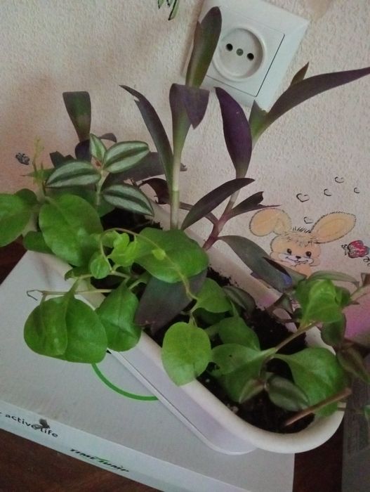 Толстяка, денежное дерево  500 тенге