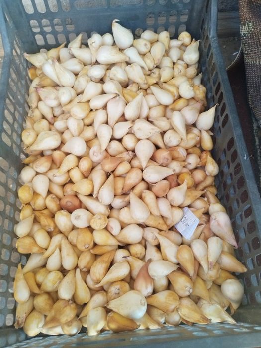 Продается луковицы голландских тюльпанов