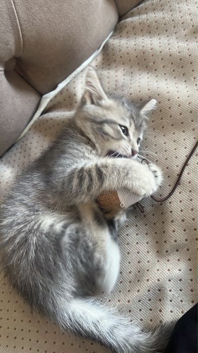 Котёнка имя Киш-миш
