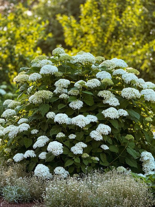 Гортензии метельчатые и древовидные