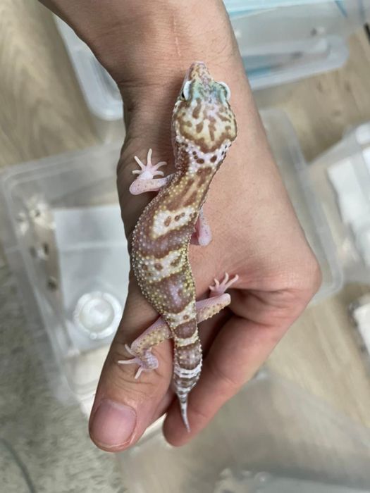 Эублифары разные