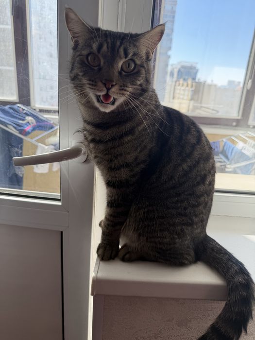 Отдам кота в хорошие руки