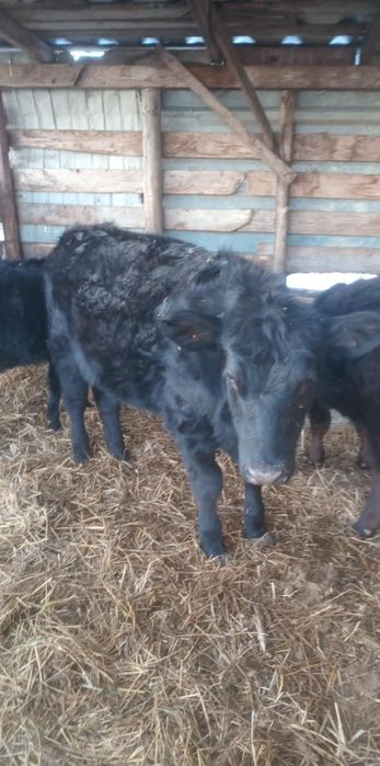 Taurasi angus greutate 300kg