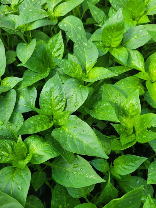 Rasad de vanzare  Rosii  Ardei  Telina. Castraveti