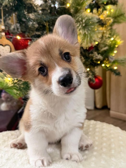 Вельш корги пемброк рыжие