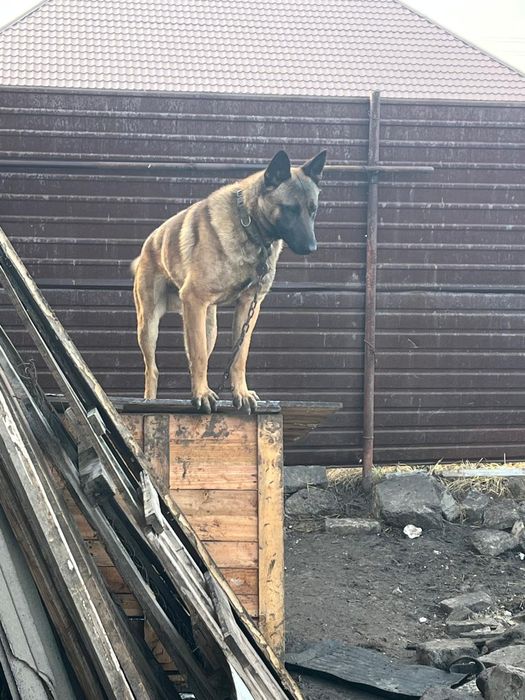 Вяска Бельгийский овчярка