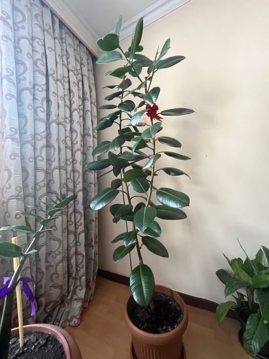 Домашние цветы