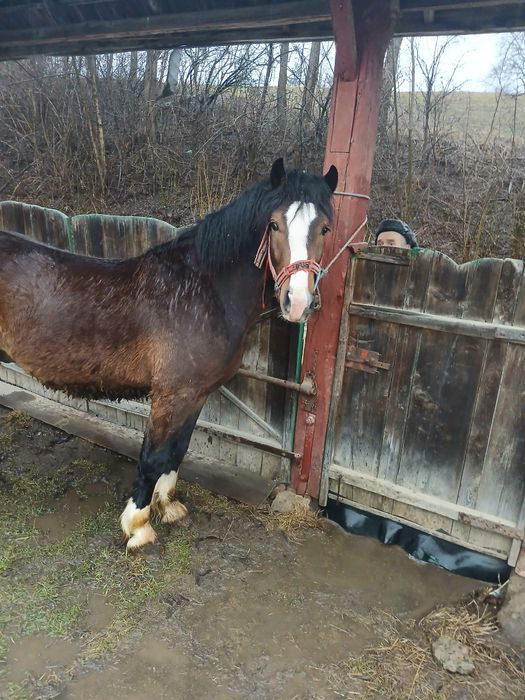 De vanzare un mânz de 1 An jumatate