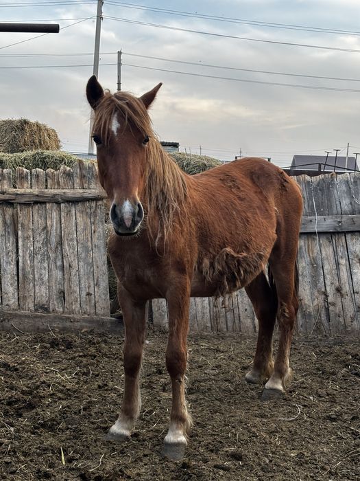 Ұрғашы байтал сатылады 2 жас