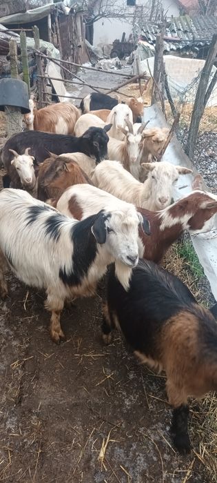 Vând  19 capre  tinere