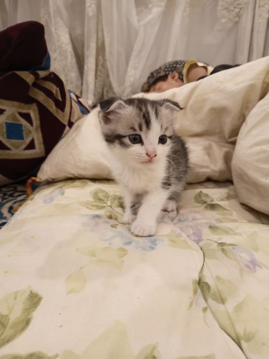 Шатланскей кошка