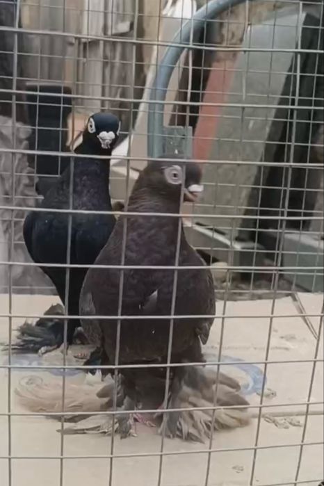 В продаже голуби жук, майля.