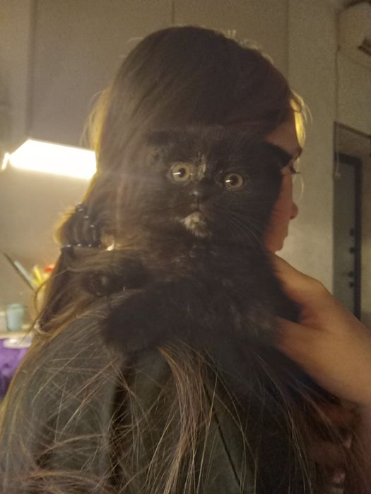 Котята очень активные