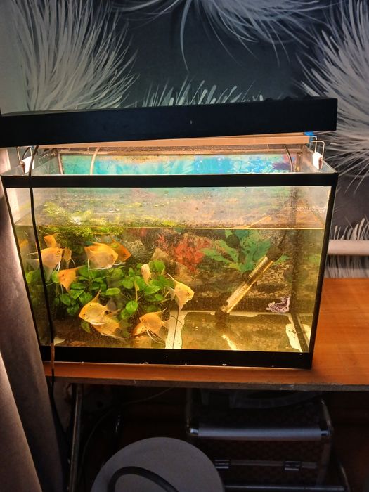 Продам аквариум 50л. Со всем содержимом