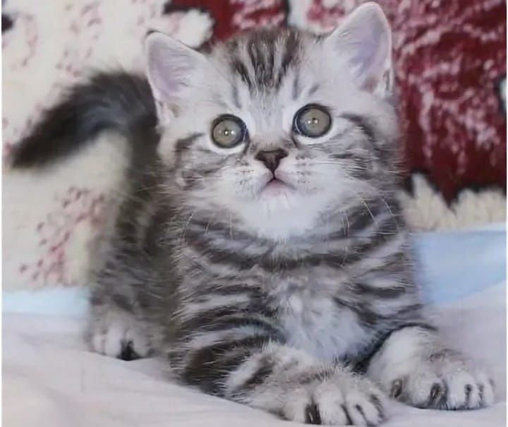 Шотланские котята