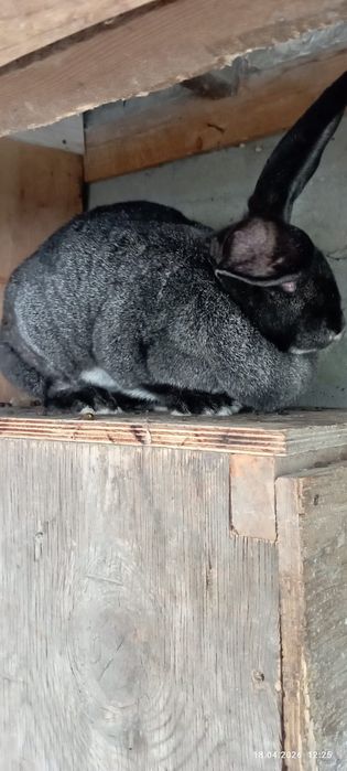 кролики порода фландер