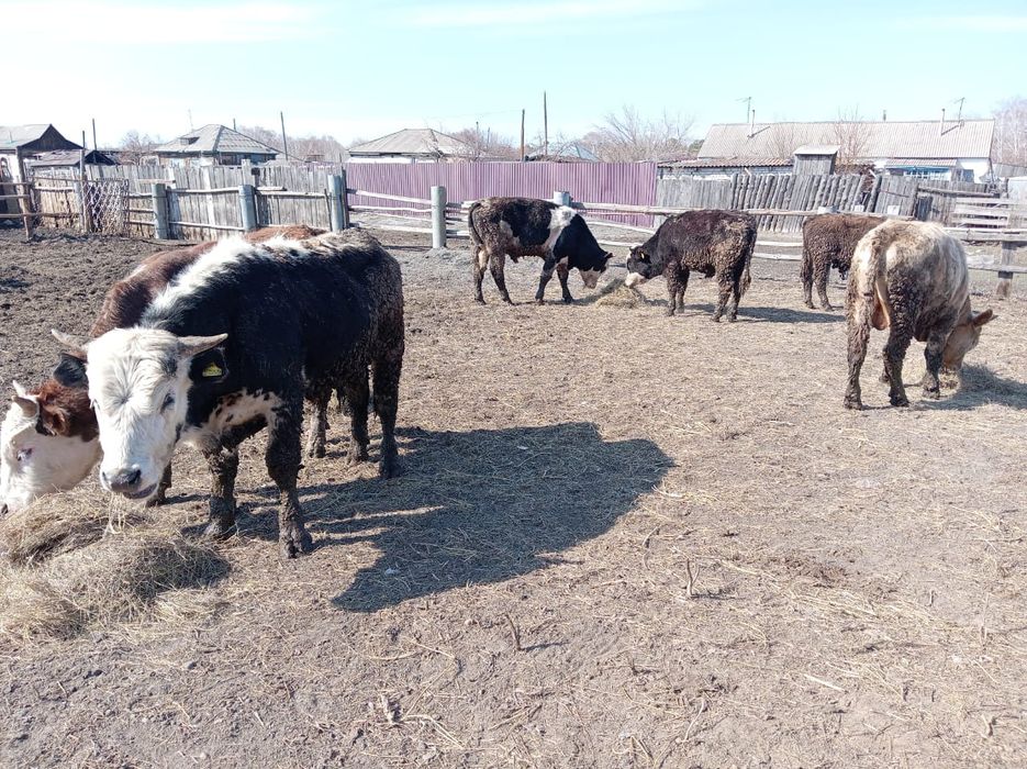 Продам бычки 600000