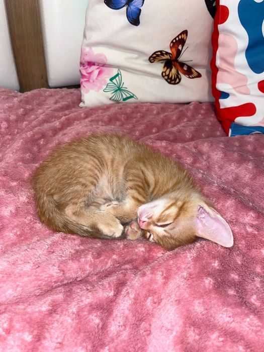 Отдам котенка за 5000 тг