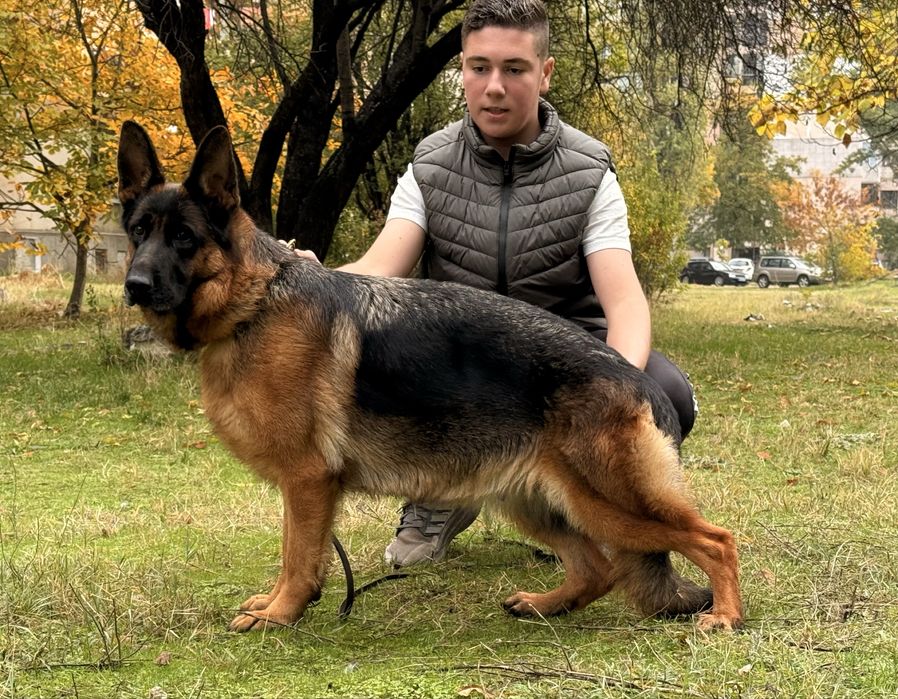 Немска овчарка мъжко куче