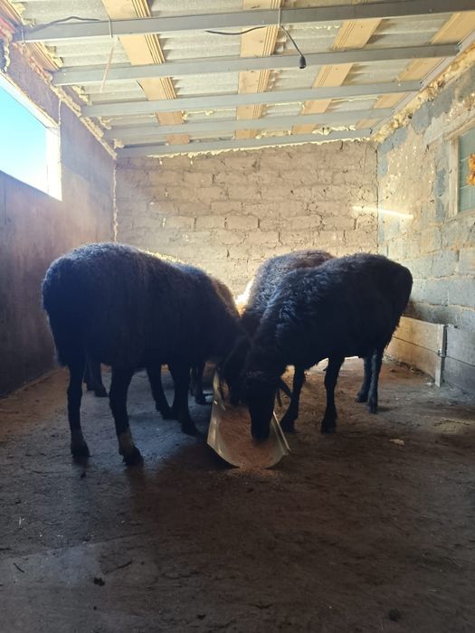 Семіз қойлар сатылады.