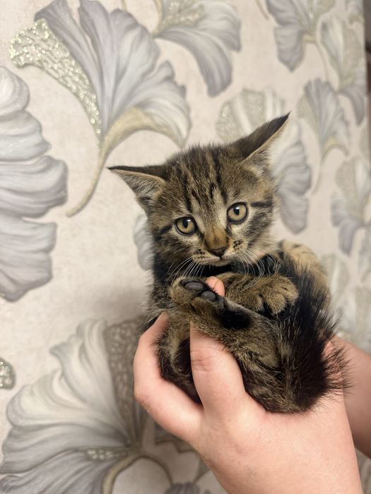 Отдам котят в хорошие руки