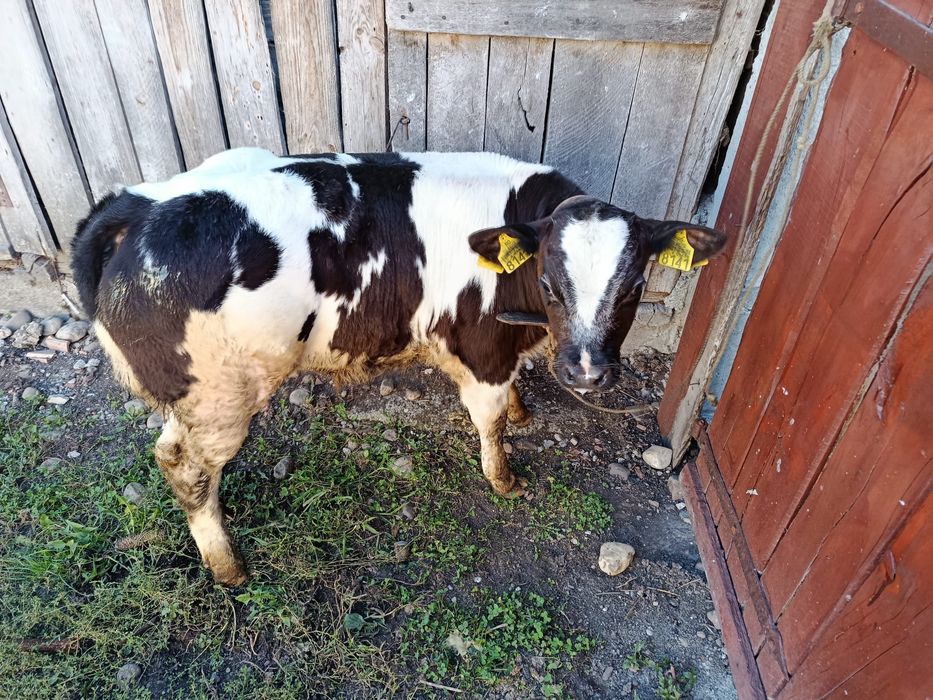 Vând vițel belgian