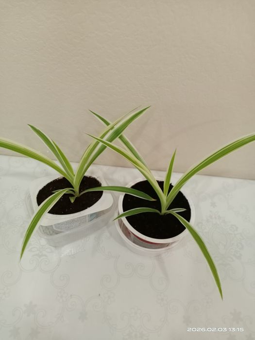 Комнатные цветы.Отростки хлорофитума /"Семейное счастье".