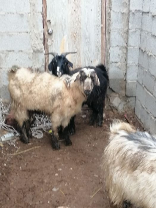 Семиз серкелер..