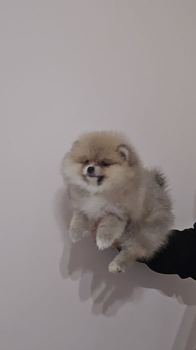 Мини Померан момиче