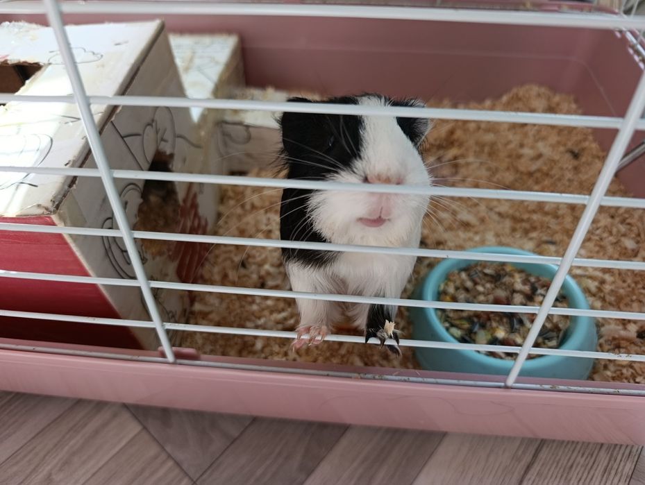 Продам 30тыс месте с клеткой