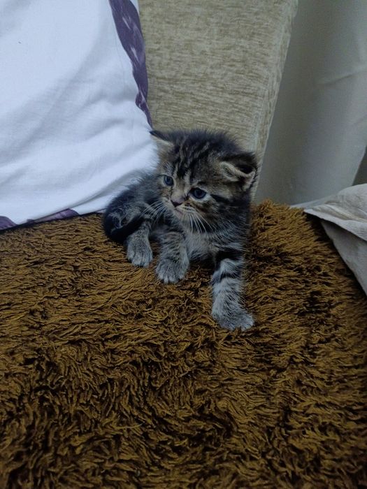 Котята скотиш страйт