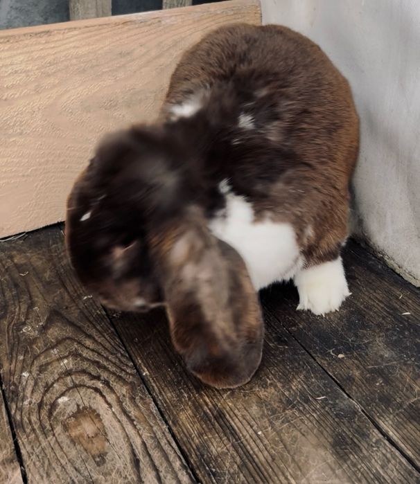 Berbec german havana mantualt din ianuarie 2025