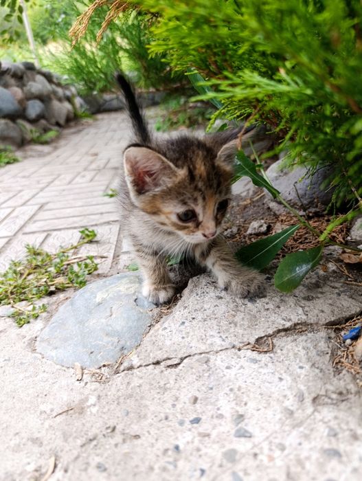 Котята добрым и ласковым людям
