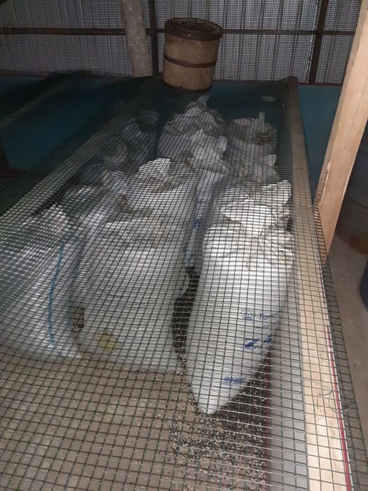 Floarea Soarelui 2025