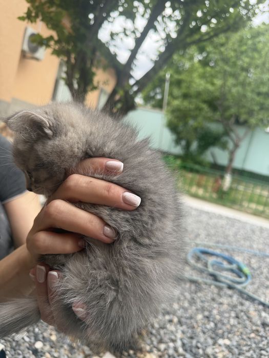 Котята Страйты породистые