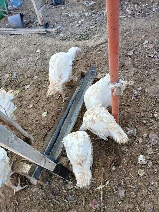 Үндіктер сатылады, Продаёться ундюки