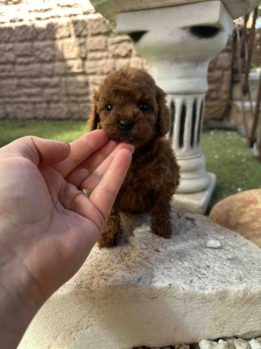 Poodle mini toy pedigree