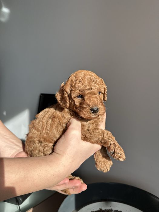 Той Пудел / мини той пудел / toy poodle