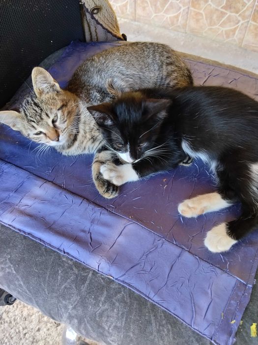 Подарявам малки котенца