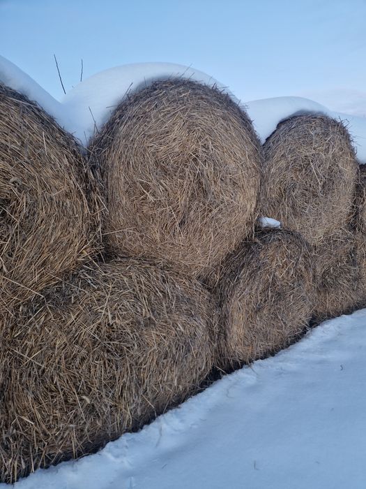 Vând baloți paie