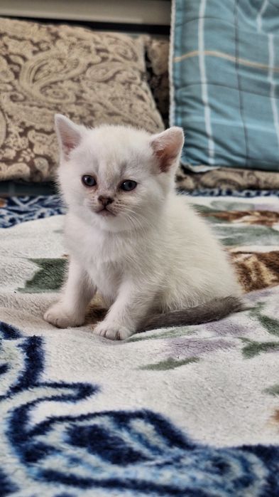 Белый шотландский котенок