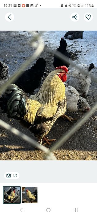 Cocosi de casa pentru crestere sau sacrificat