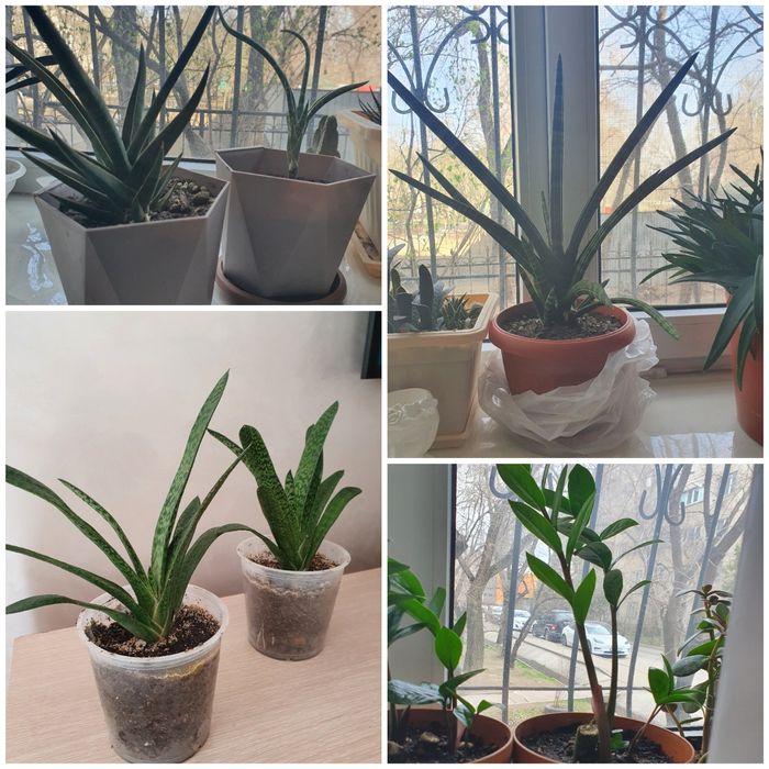 Комнатные цветы 2 вида