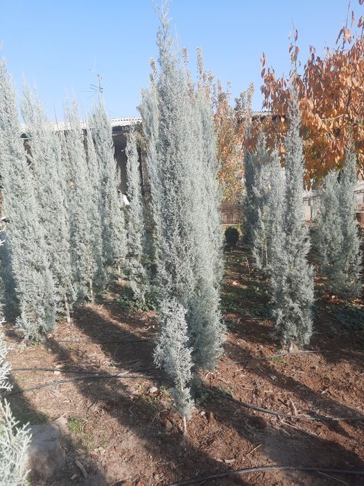 Аризониские кипарис .ИТАЛИЯ