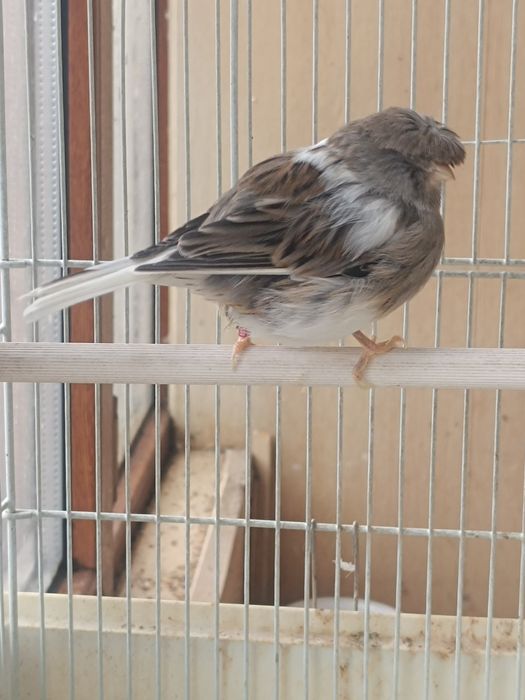 Канарейка  Глостер