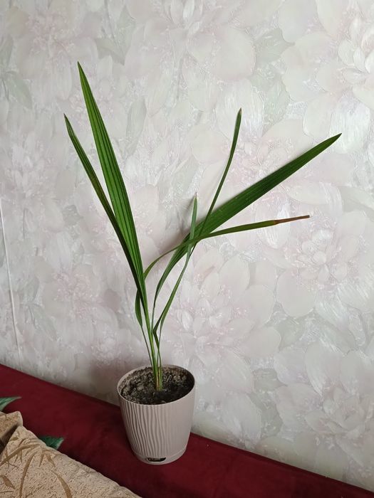 Пальмы финиковые