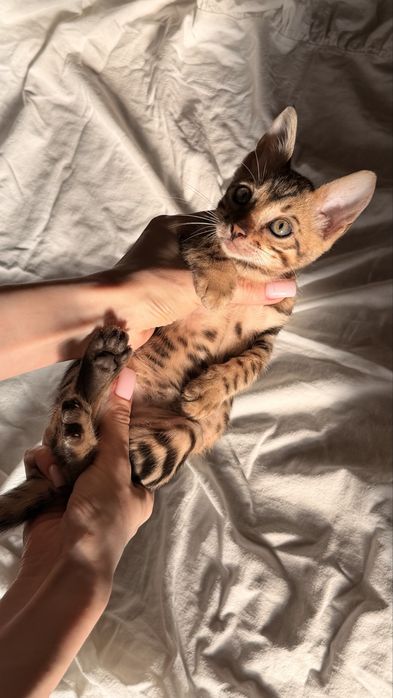 бенгальскй котенок