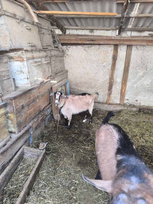 Ешкы сатылады срочно