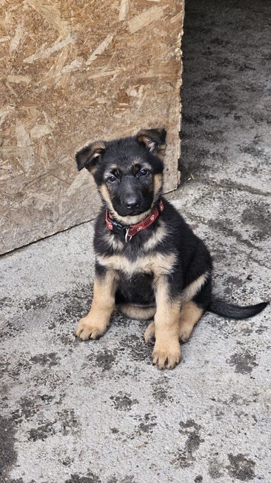 Продам щенков немецкой овчарки